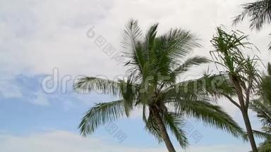 从任务海滩倾斜，背景是棕榈树和灌篮岛